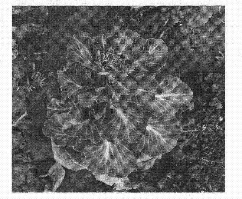 Chemical anthericide for cabbage stalk and formulating method thereof