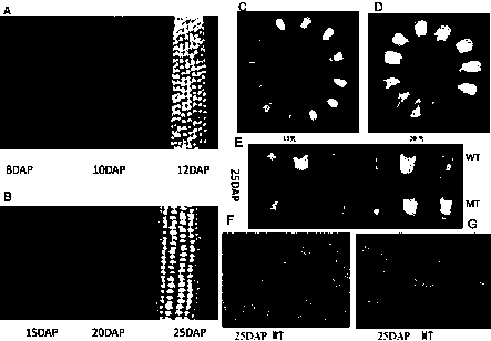 Corn seed size gene ZmUrb2, expression product, clone primer and expression vector thereof and application