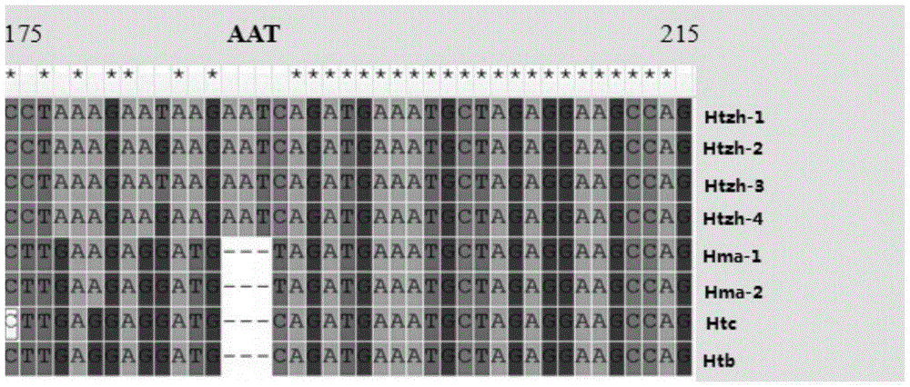 DNA bar code primer pair, kit and method for identifying Taxus chinensis species