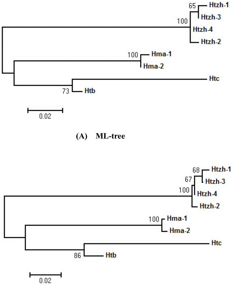 DNA bar code primer pair, kit and method for identifying Taxus chinensis species