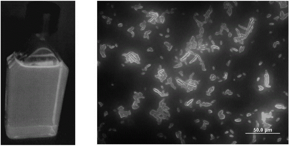 Fusarium moniliforme SiC quantum dot fluorescence labeling method