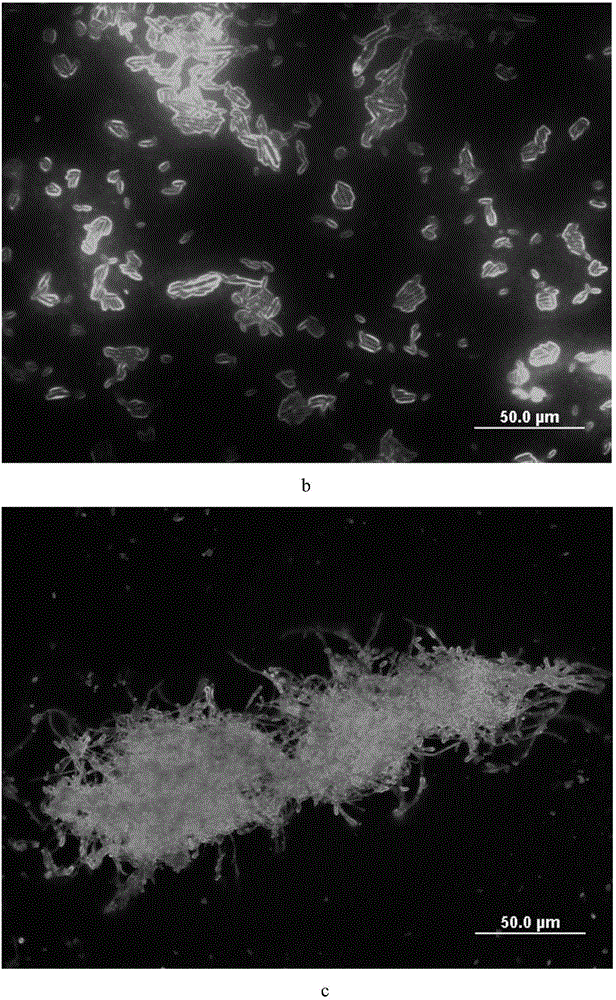 Fusarium moniliforme SiC quantum dot fluorescence labeling method