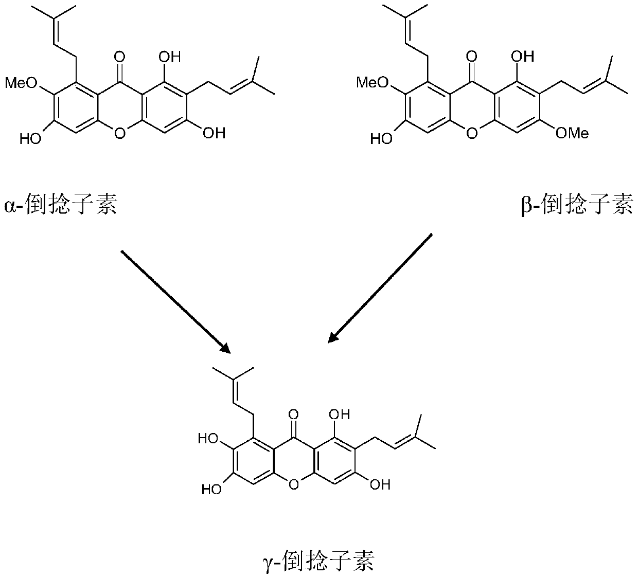 Synthetic method of gamma-mangostin