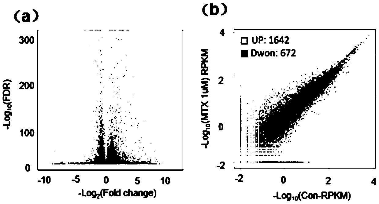 Molecular marker for detecting neural tube malformation and application of marker