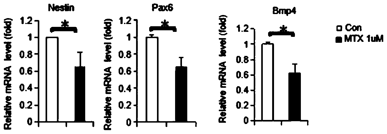 Molecular marker for detecting neural tube malformation and application of marker