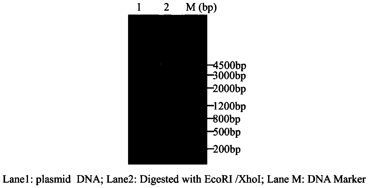 Recombinant vector and expression method of ustilago maydis effector protein CMU1 gene