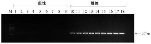 Specific DNA fragment for hemibagrus wyckioides sex determination and application