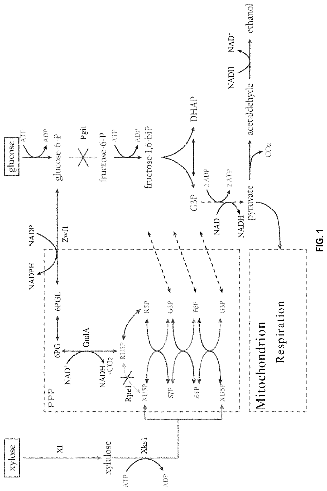 Yeast cell capable of simultaneously fermenting hexose and pentose sugars