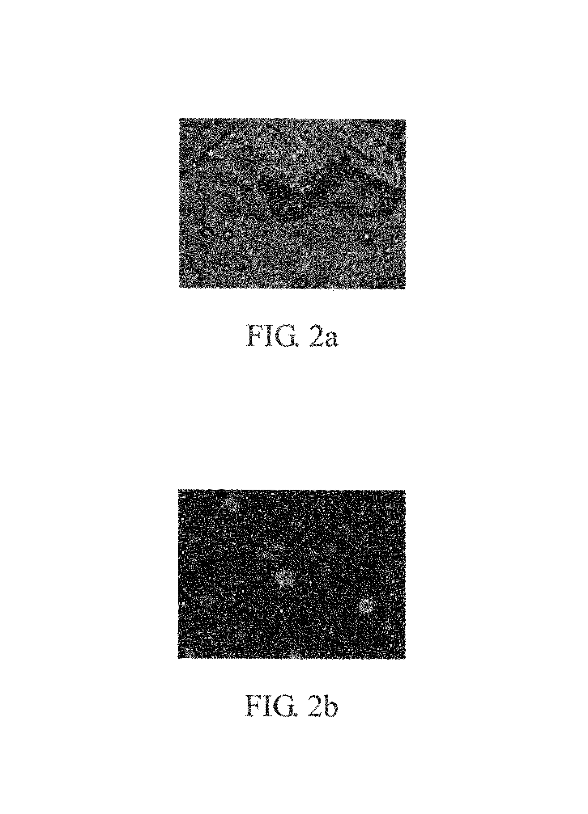 Controlled release system and manufacturing method thereof