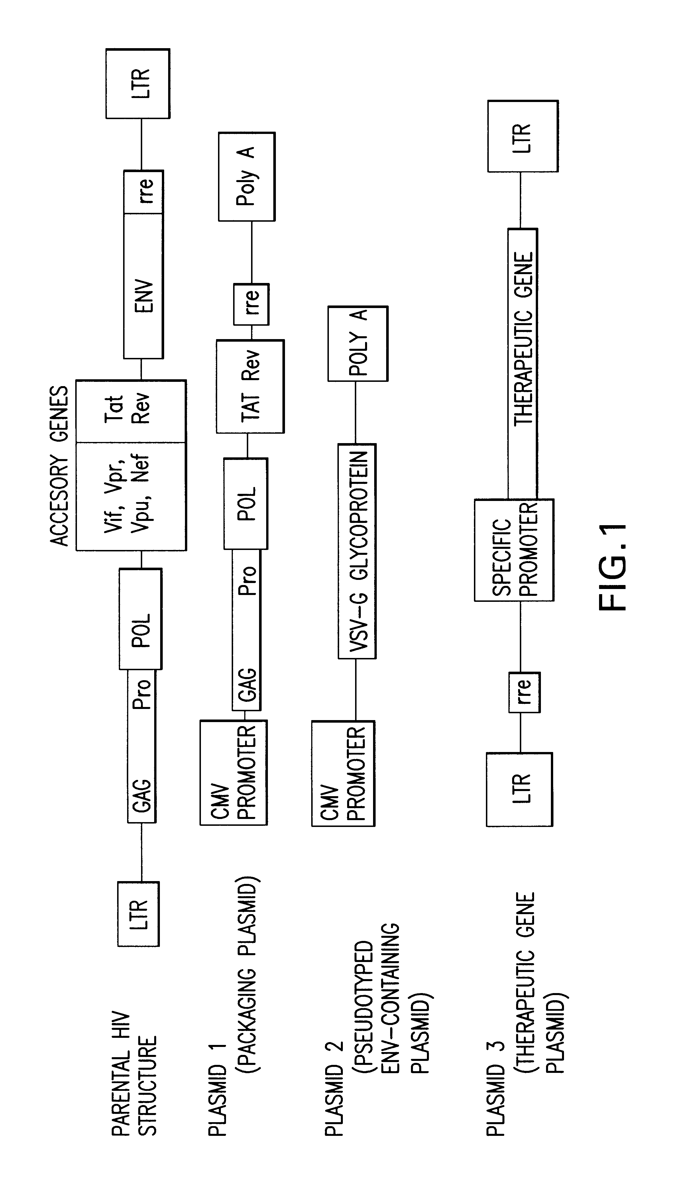 Lentiviral vector-mediated gene transfer and uses thereof