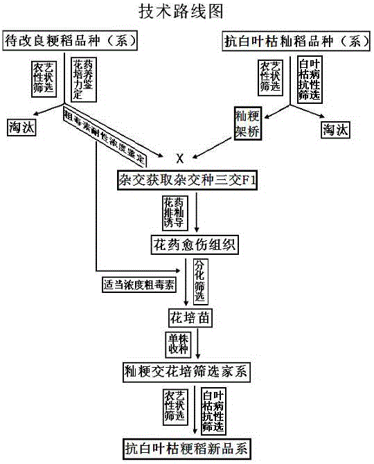 A kind of bacterial blight resistance japonica rice breeding method