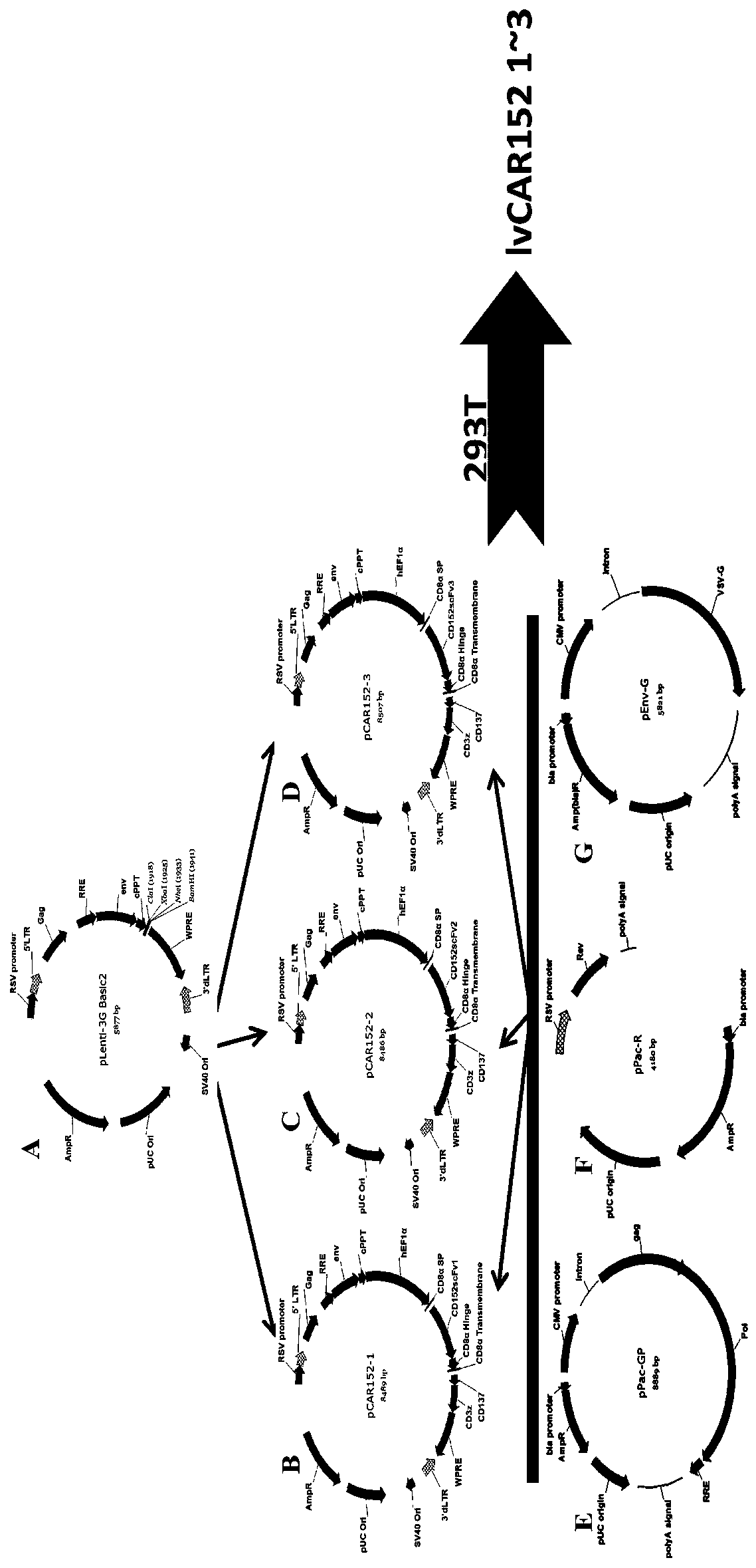 Replication-defective recombinant lentivirus CAR-T transgenic vector targeting CD152 and construction method of replication-defective recombinant lentivirus CAR-T transgenic vector