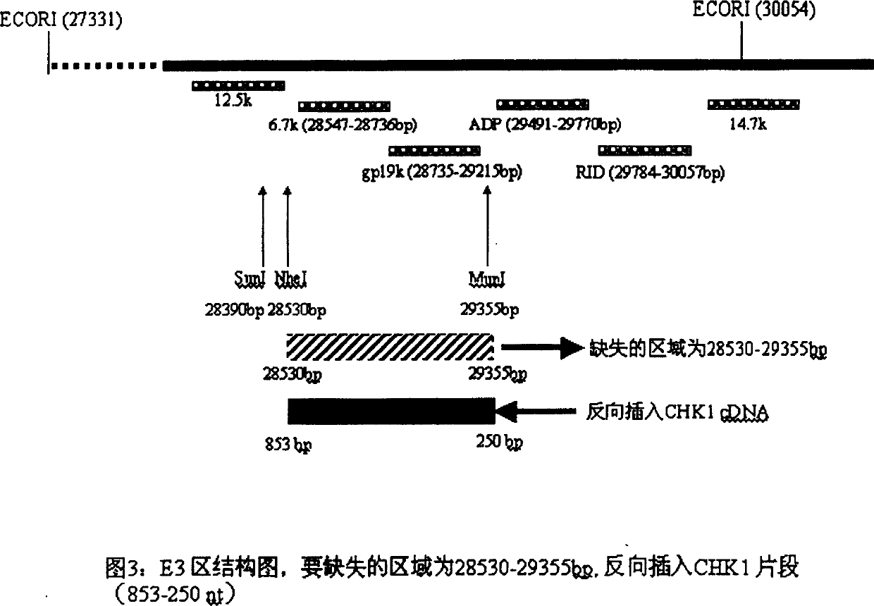Use and obtain of inactivating lumour CHK1 gene anticancer recombined gland virus constituent
