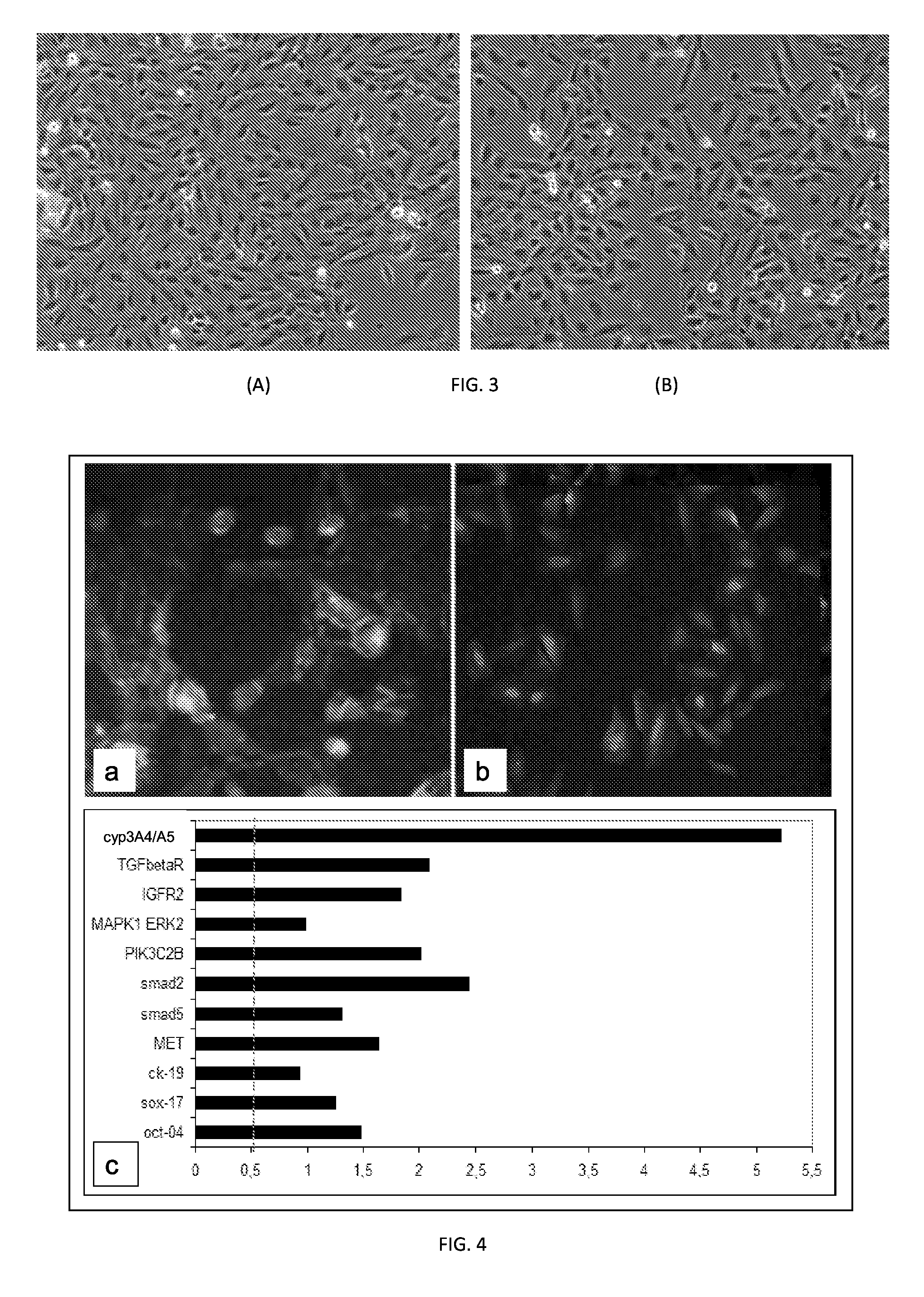 Hepatic cell lines and stem-like cells, methods of making and using the same