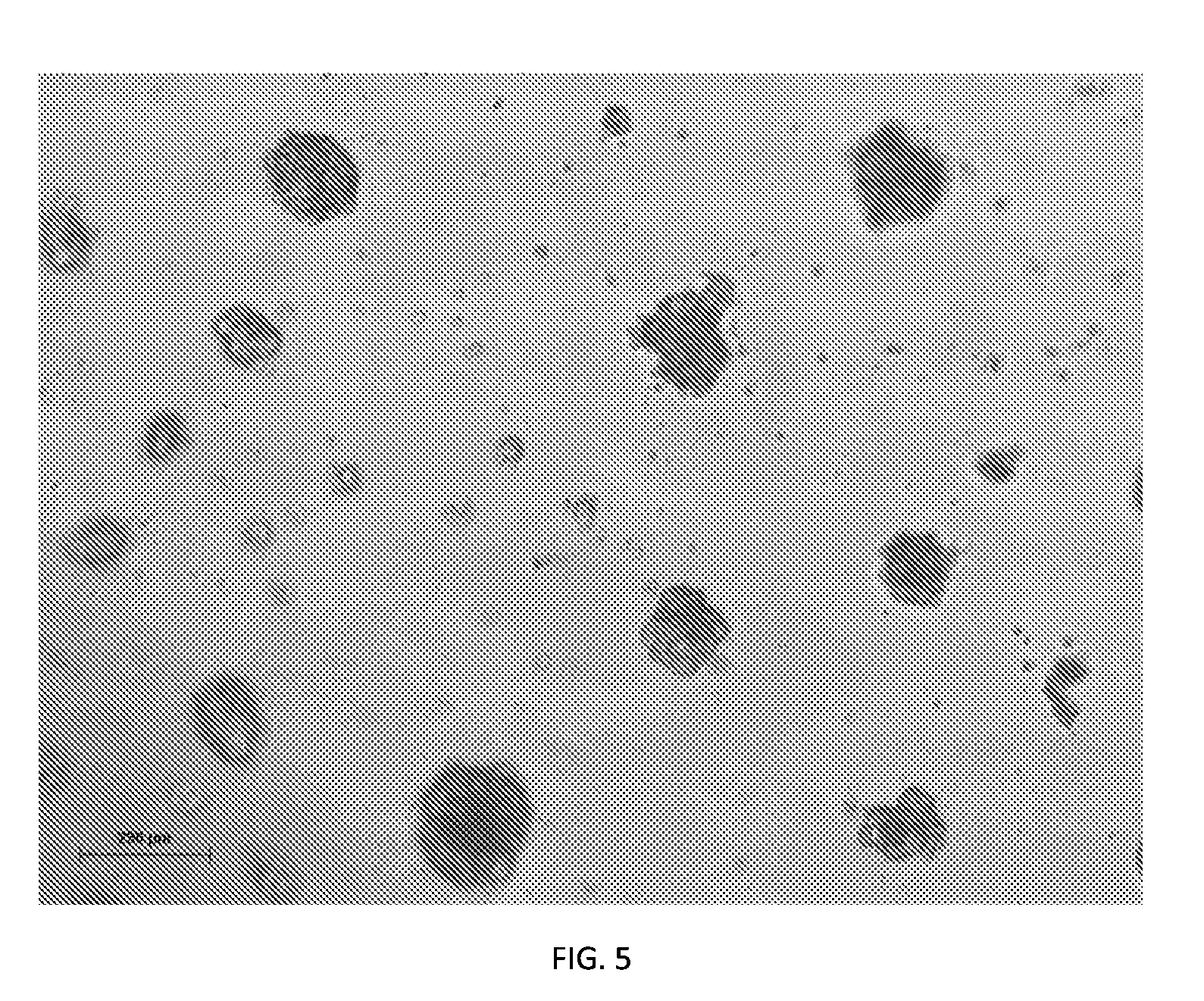 Hepatic cell lines and stem-like cells, methods of making and using the same