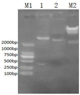 Gene and method for preparing recombination fugu rubripe interleukin-2 protein