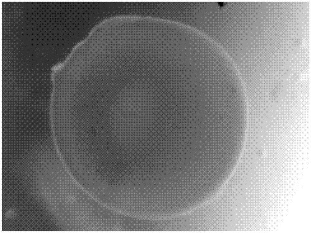 A sustainable method for observing embryonic development