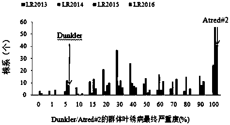 Specific polymerase chain reaction markers of competitive allele of leaf rust-resistant locus of durum wheat adult-plant and application of specific polymerase chain reaction markers of competitive allele of leaf rust-resistant locus of durum wheat adult-plant