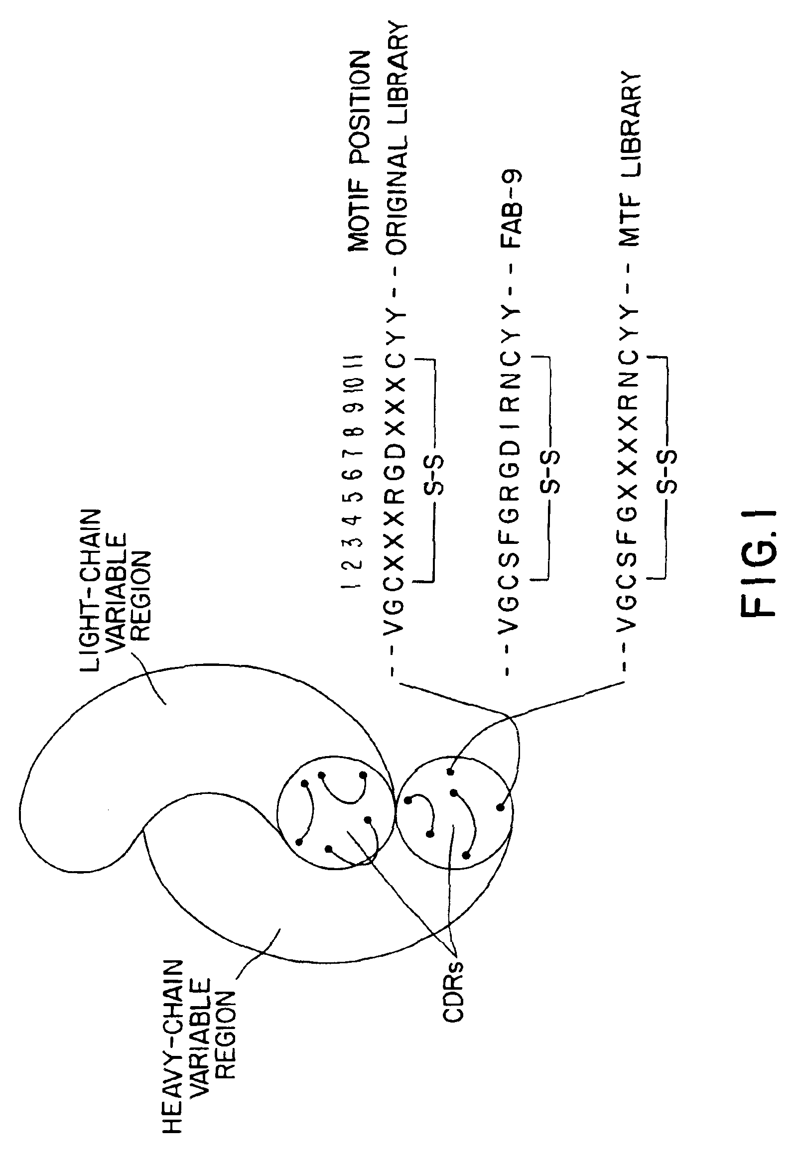 Methods for producing polypeptide binding sites, monoclonal antibodies and compositions thereof