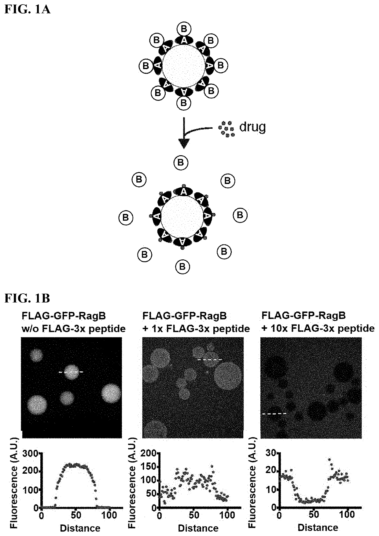 mTORC1 modulators