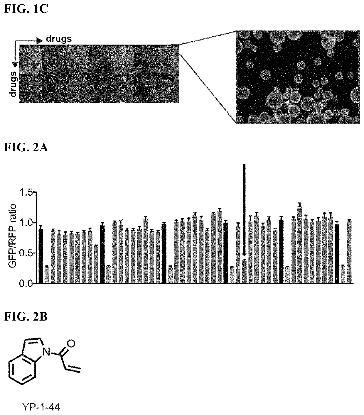 mTORC1 modulators