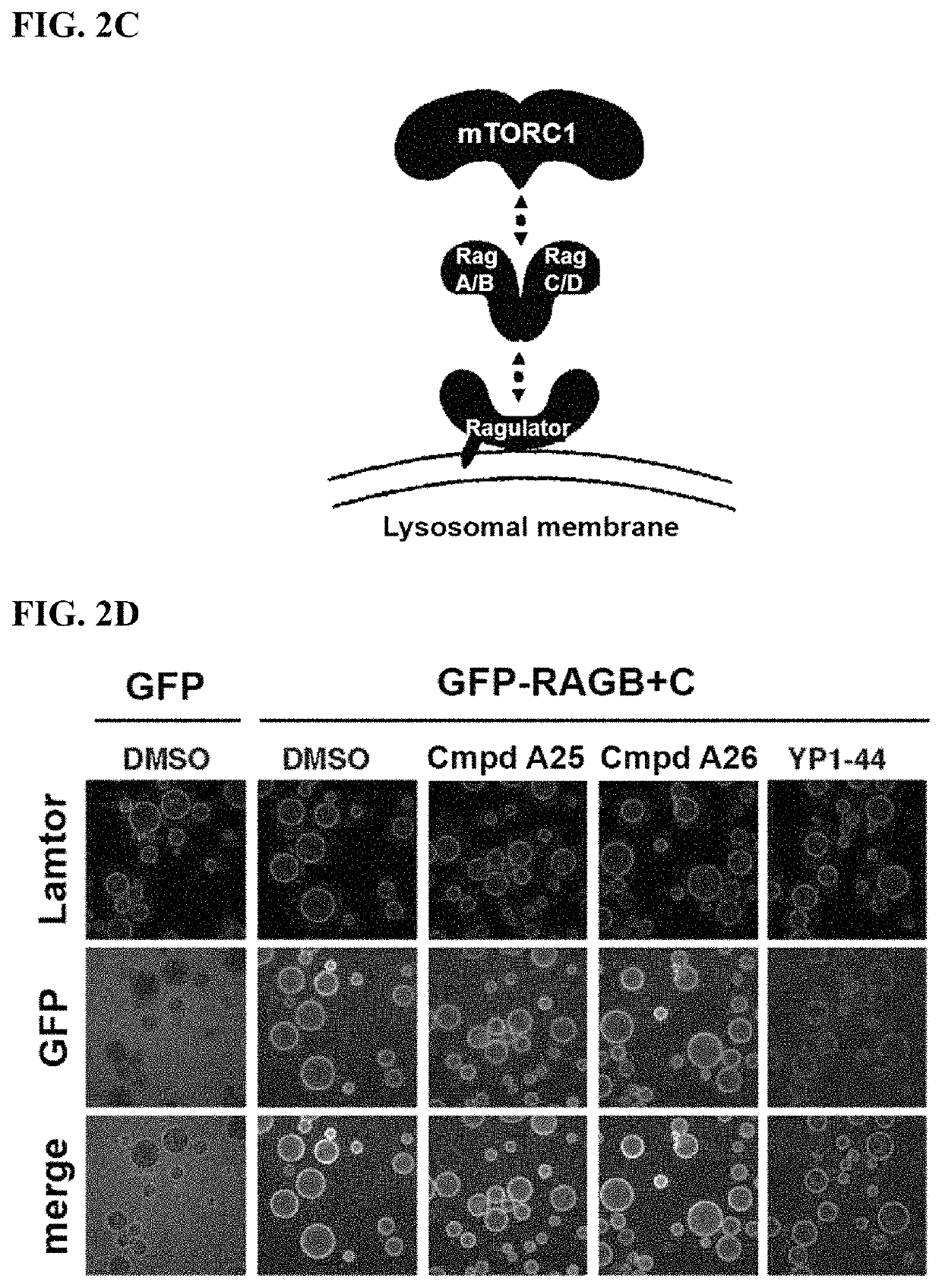 mTORC1 modulators