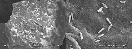 Metal organic gel, preparation method thereof and method for visually detecting Al3&lt;+&gt; by metal organic gel