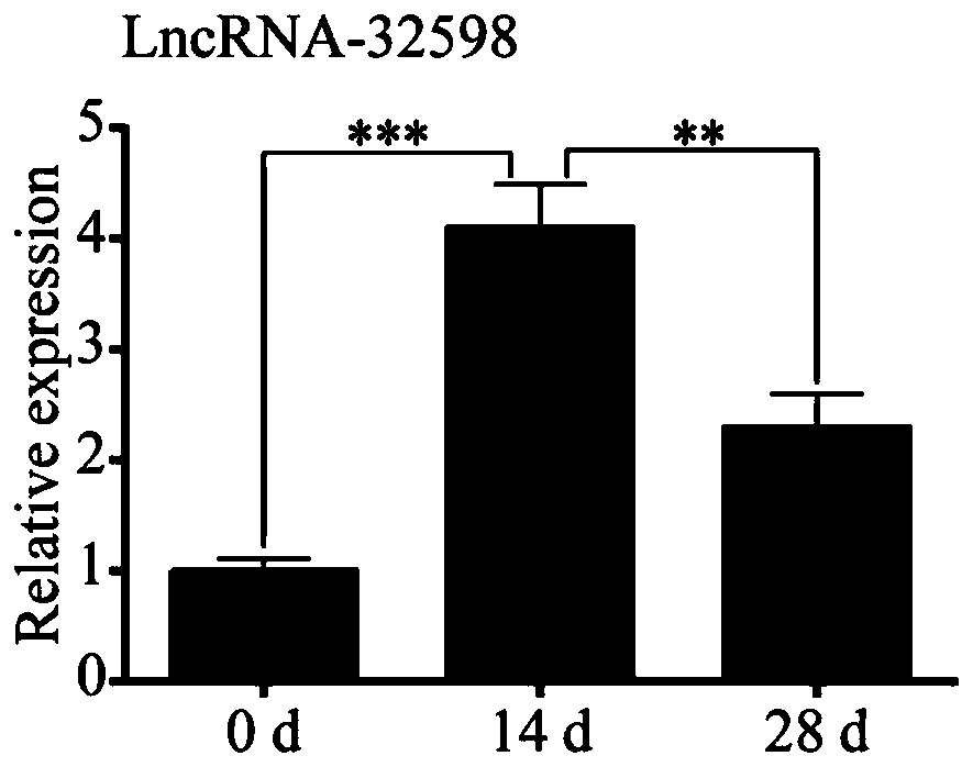 Application of LncRNA-32598 in preparation of drug or gene delivery system for inhibiting chondrocyte hypertrophic differentiation