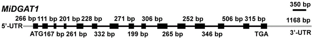 Polypeptide for improving triacylglycerol synthesizing capability of MiDGAT1 in beer yeast and application of polypeptide