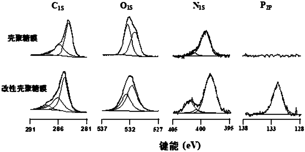 Double-bionic polymer and preparation method and application thereof