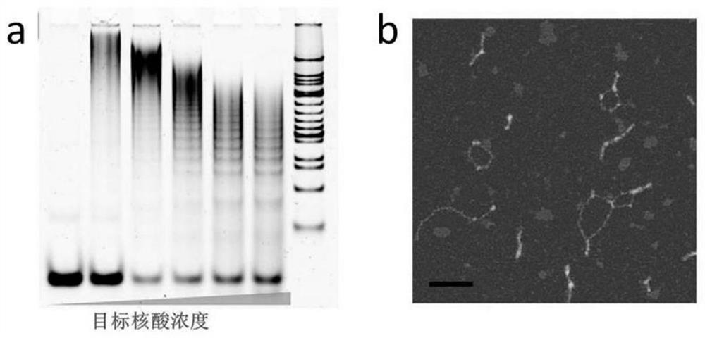 A dual-mode nucleic acid detection method based on aggregation-induced luminescence/surface plasmon colorimetric analysis