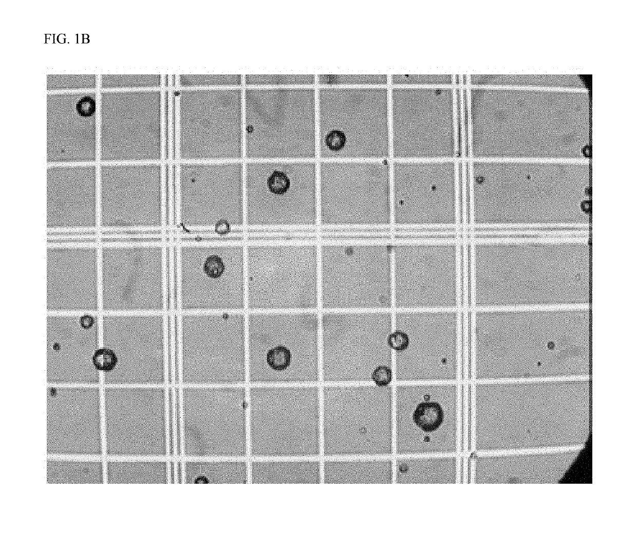 Crosslinked particles