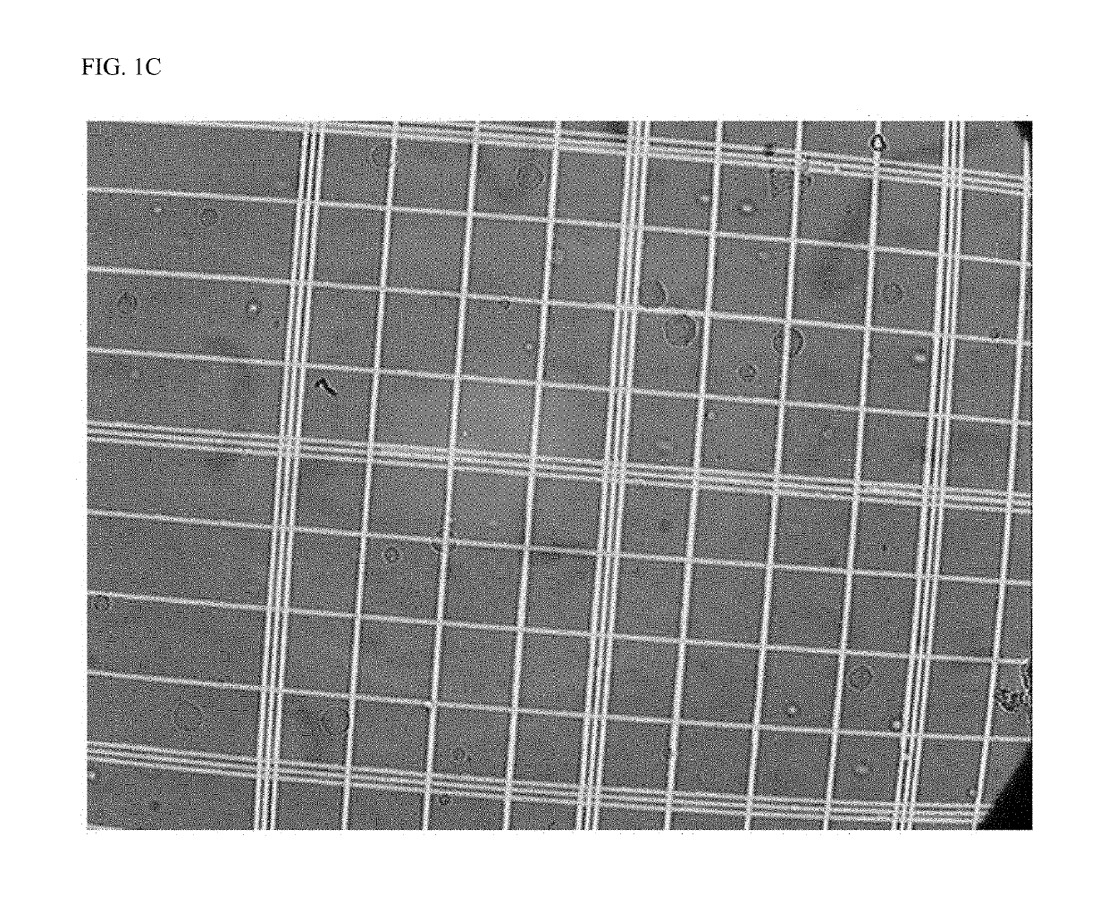 Crosslinked particles