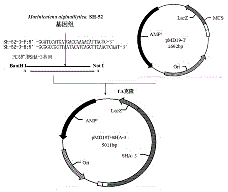 Alginate lyase SHA-3 gene and prokaryotic expression vector thereof