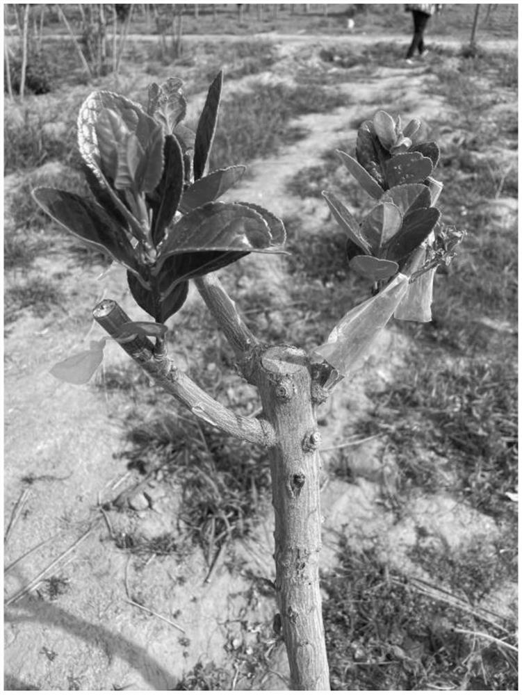 Grafting method for improving cold resistance of euonymus japonicus and rapidly forming euonymus japonicus