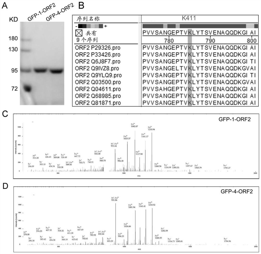 Acetylated hepatitis E virus capsid protein orf2 and use thereof