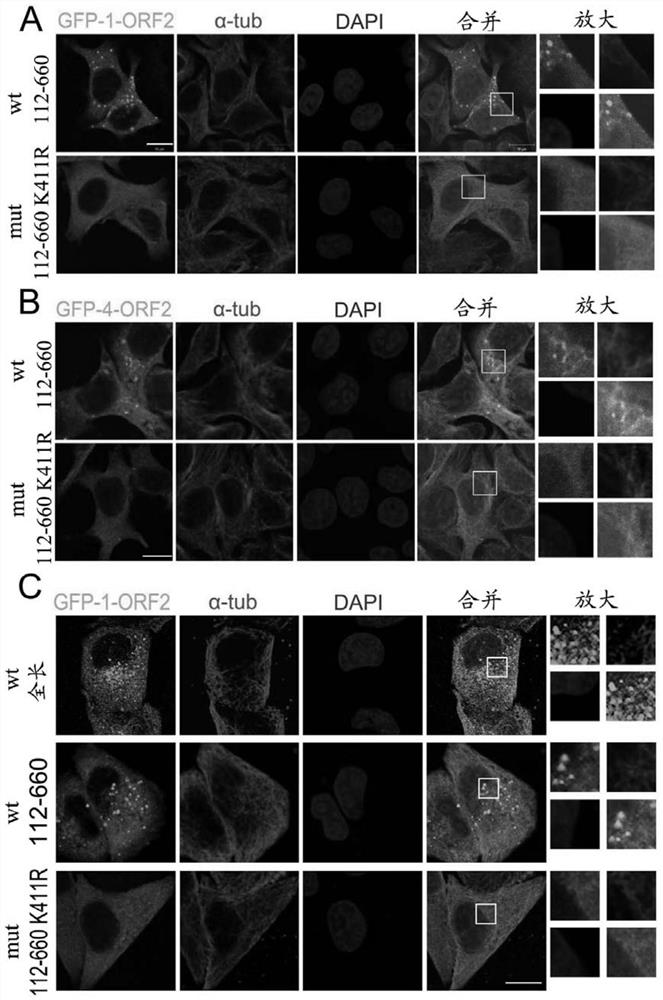 Acetylated hepatitis E virus capsid protein orf2 and use thereof