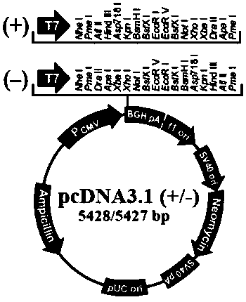 Detection reagent for specifically detecting (1-3)-beta-D-glucan and preparation method thereof