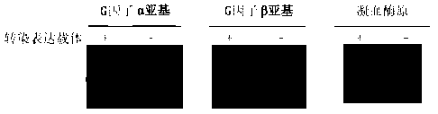 Detection reagent for specifically detecting (1-3)-beta-D-glucan and preparation method thereof