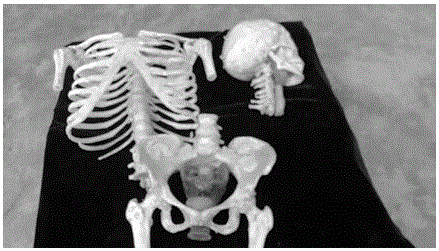 A method for manufacturing a simulated human skeleton based on radiation detection