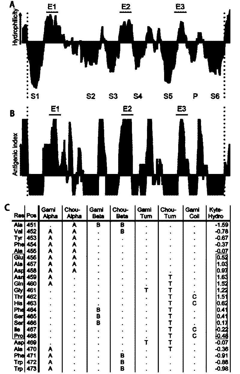 Immunogenic peptide of human voltage-gated potassium channel 1.5 (hKv1.5) and purpose thereof