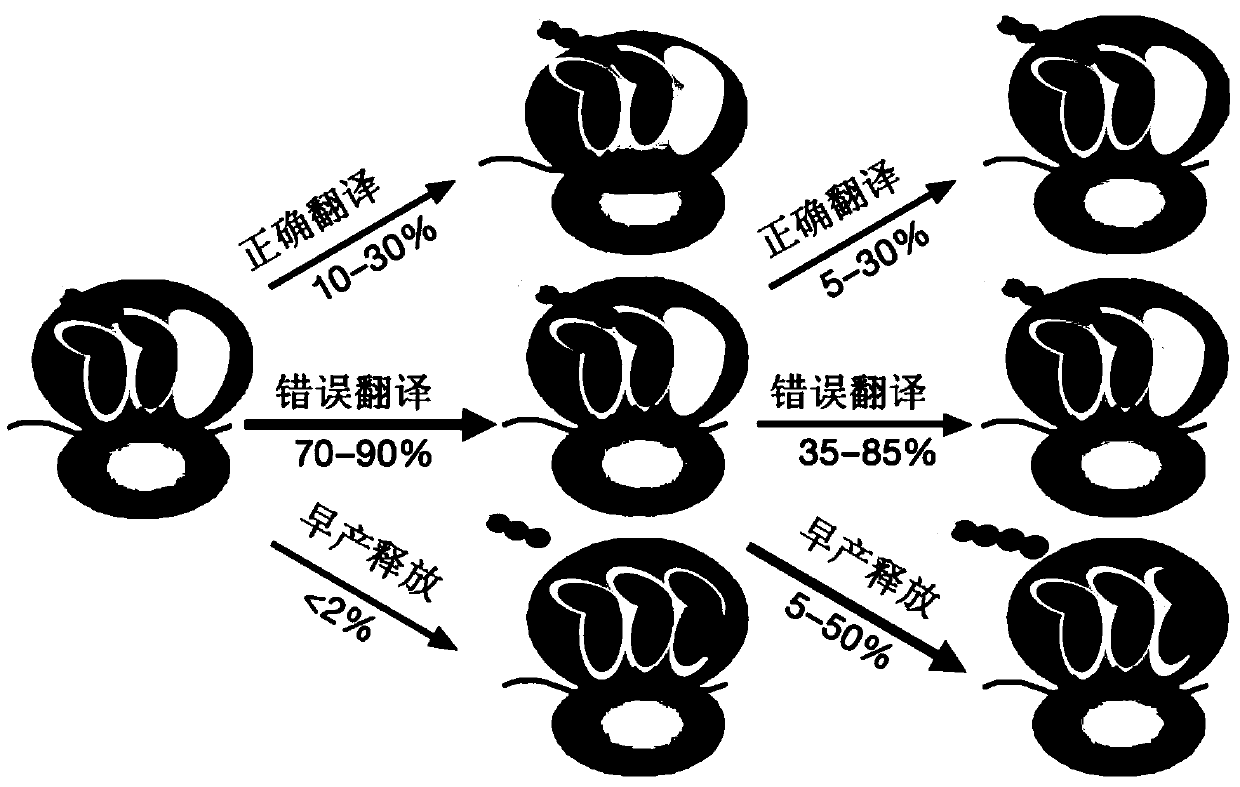 A modeling method for cellular gene translation process