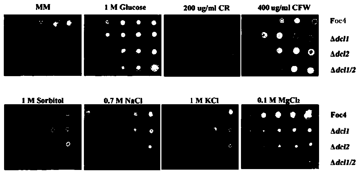 A dcl gene deletion mutant of Fusarium wilt of banana and its small RNA in race 4