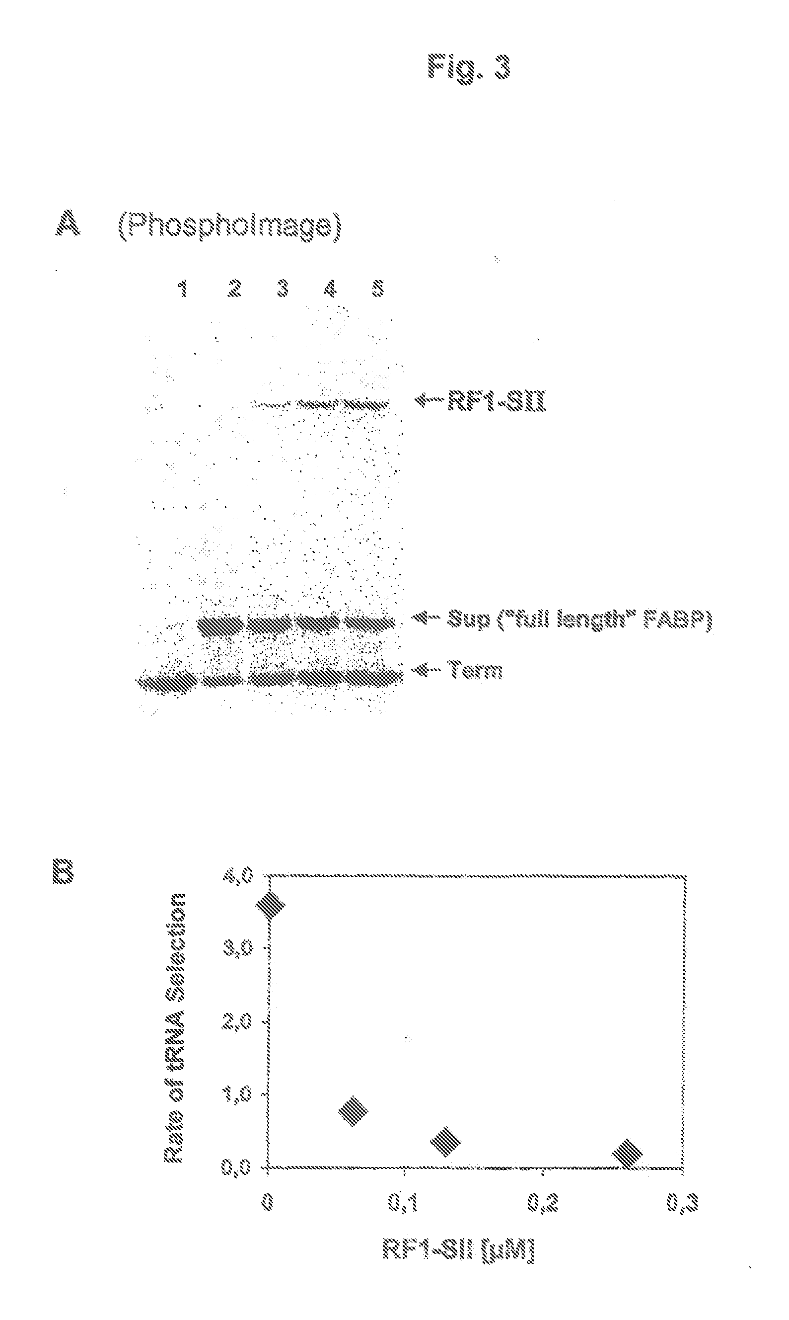 Method for the production of a lysate used for cell-free protein biosyntheses