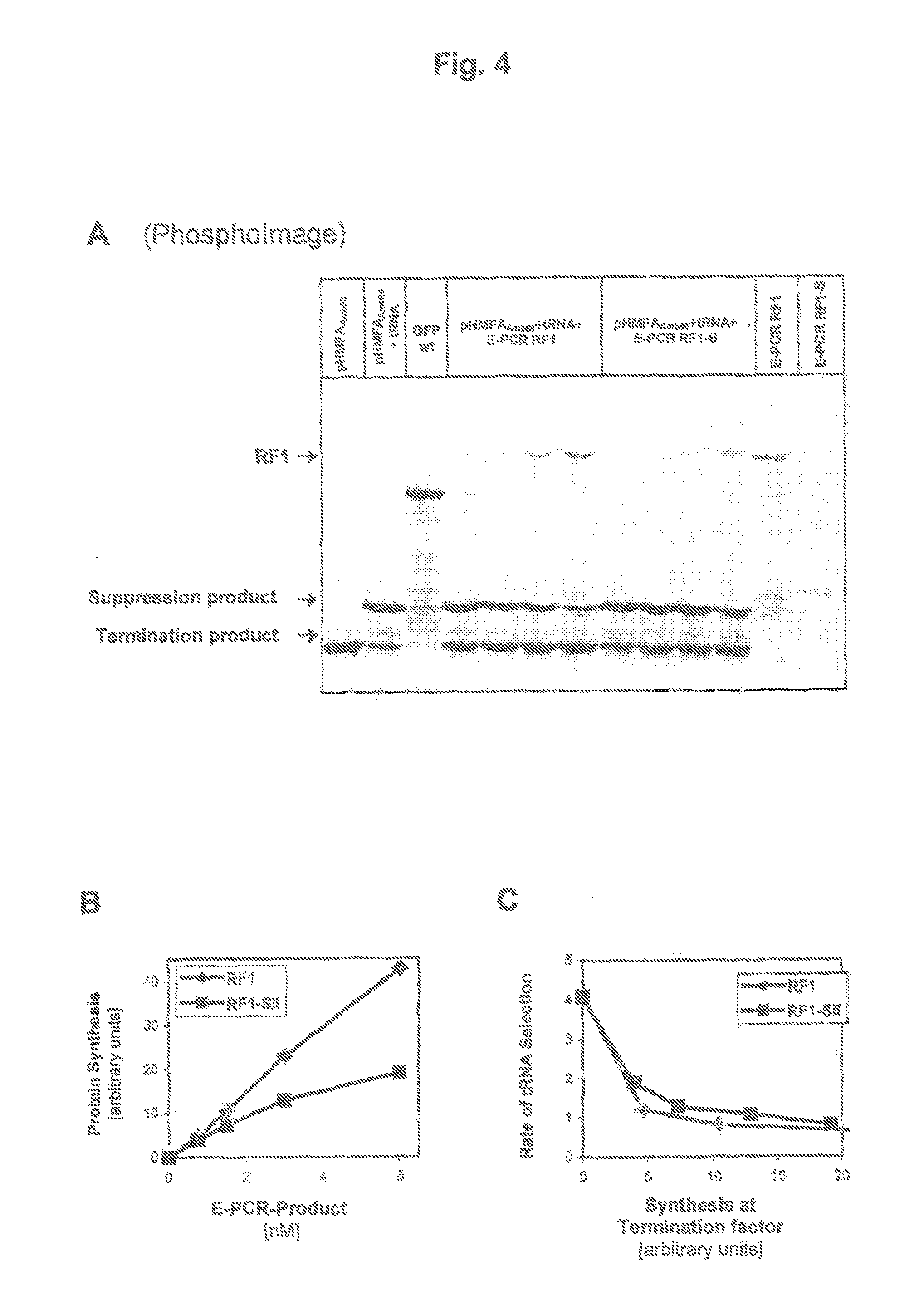 Method for the production of a lysate used for cell-free protein biosyntheses