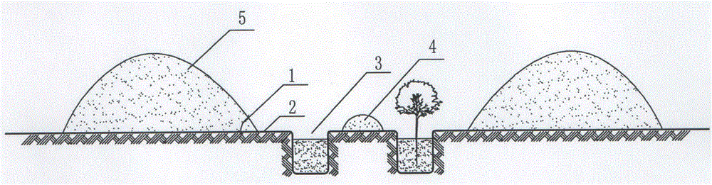 Unirrigated vegetation planting method by Haloxylonammodendron for heavy clay lands of arid area