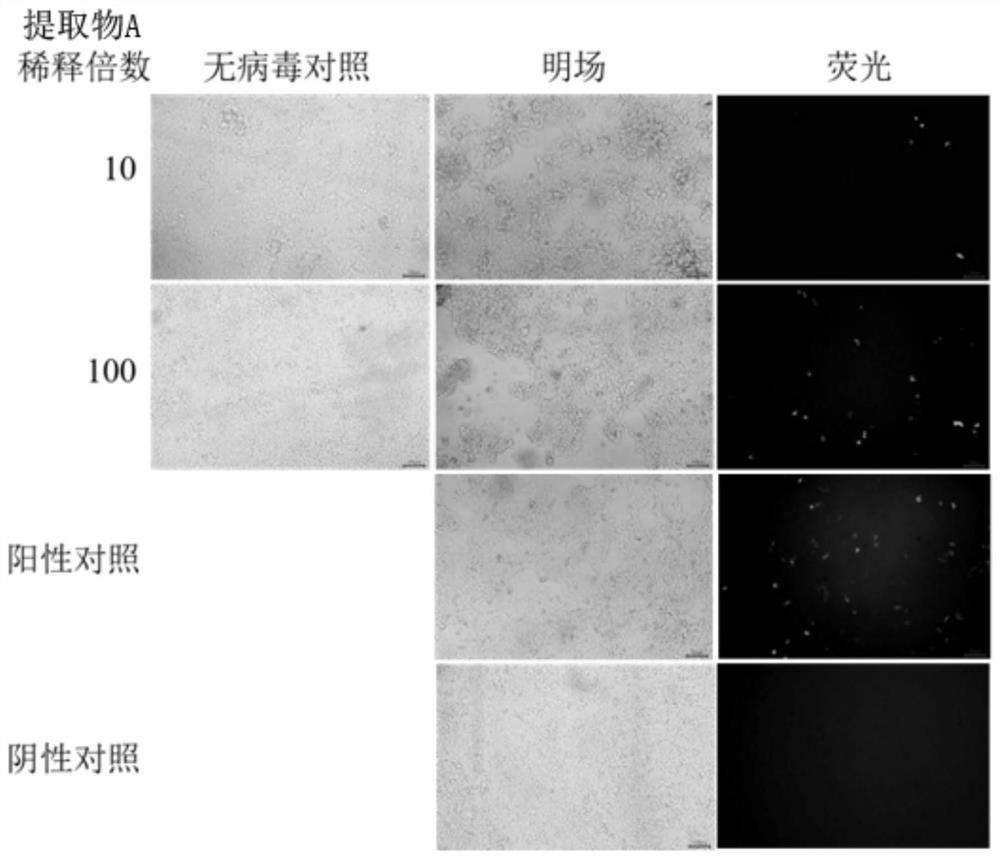 Horseshoe crab antiviral combined extract, preparation method and application of horseshoe crab antiviral combined extract to disinfection products