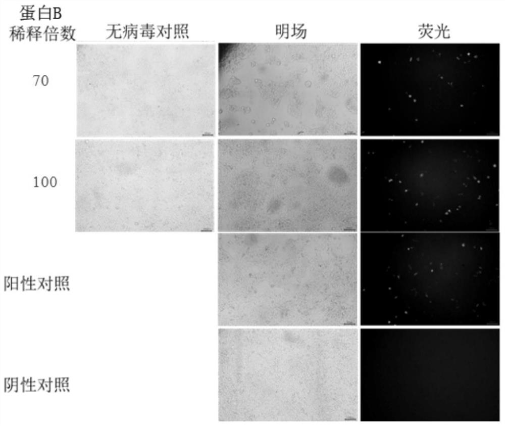 Horseshoe crab antiviral combined extract, preparation method and application of horseshoe crab antiviral combined extract to disinfection products