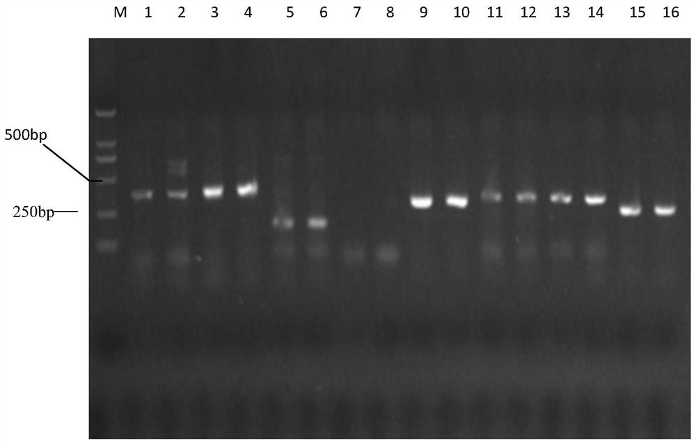 Cypress microsatellite molecular marker combination, primer screening method and its application