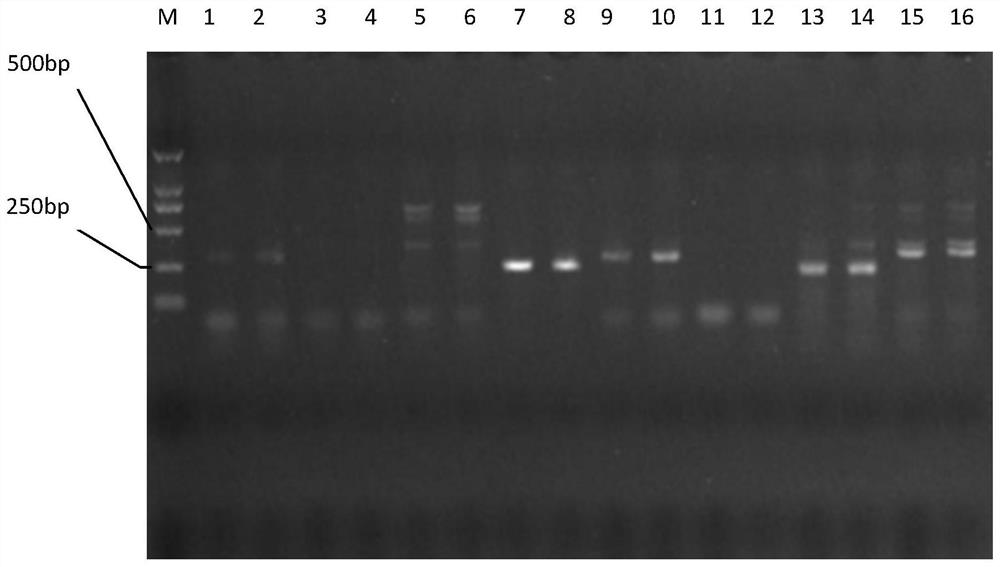 Cypress microsatellite molecular marker combination, primer screening method and its application